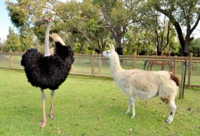 12 Ostrich Llama 